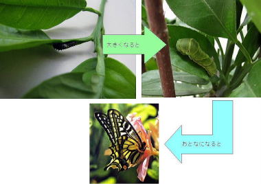 アゲハチョウ(幼虫)