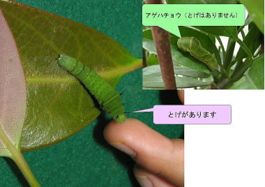 アオスジアゲハ(幼虫)