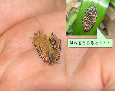 ビロードハマキ
