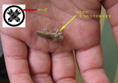 ハイイロヤハズカミキリ