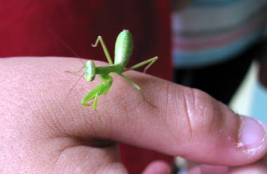 ハラビロカマキリ(幼虫)
