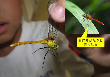 ヒメアカネ