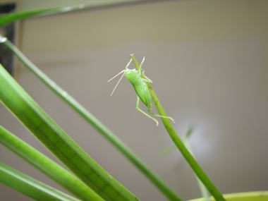 カヤキリ
