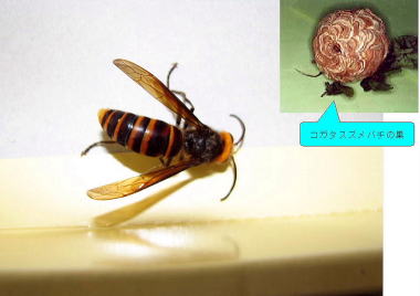 コガタスズメバチ