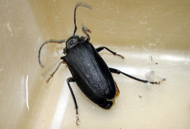 ノコギリカミキリ