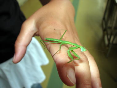 オオカマキリ(幼虫)