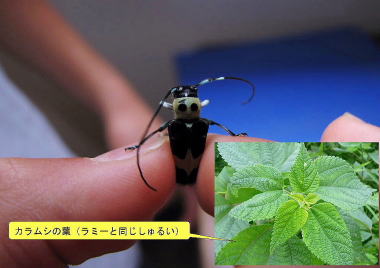 ラミーカミキリ