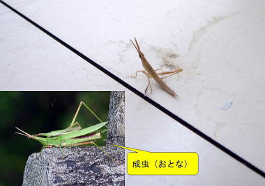 ショウリョウバッタ