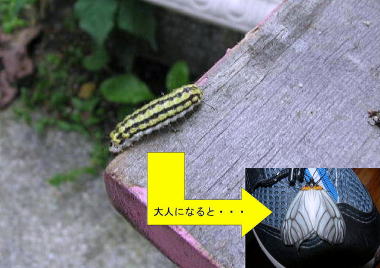 ウスバツバメガ(幼虫)
