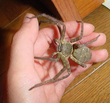 アシダカグモ