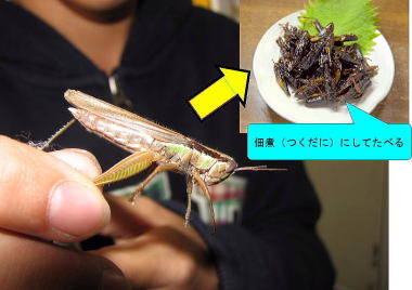 ハネナガイナゴ