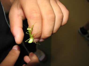 ハラビロカマキリ(幼虫)
