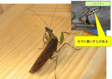 ヒメカマキリ
