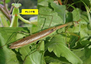 カマキリ