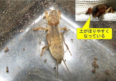ケ ラ