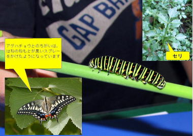 キアゲハ