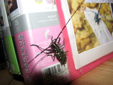 キボシカミキリ