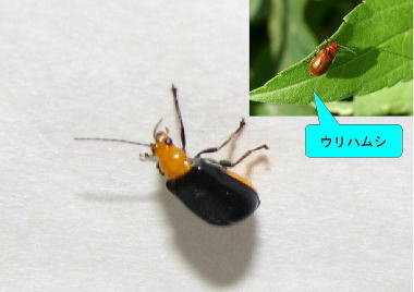 クロウリハムシ