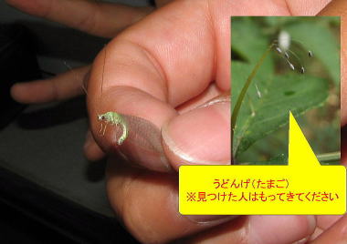 クサカゲロウ