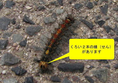 マイマイガ(幼虫)