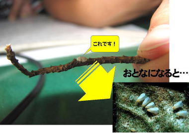 オンシツコナジラミ