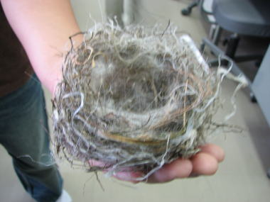 鳥の巣