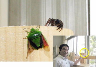 ツヤアオカメムシ