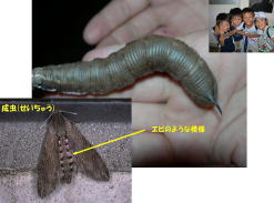 エビガラスズメ