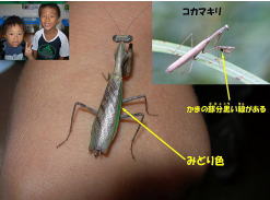 ヒメカマキリ
