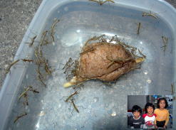 大発見!! オオカマキリの幼虫