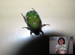 コアオハナムグリ