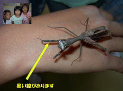 コカマキリ