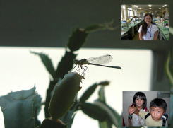 クロイトトンボ