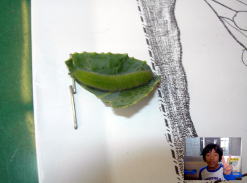 モンシロチョウの幼虫