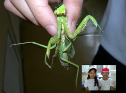 オオカマキリ