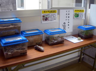職員室前 昆虫コーナー