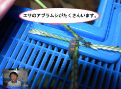 ナミテントウの幼虫