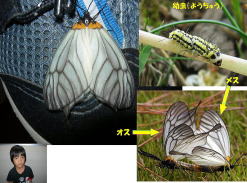ウスバツバメガ