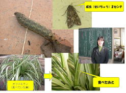 ヨトウムシ